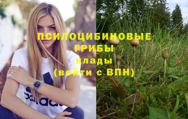 сатива Беломорск