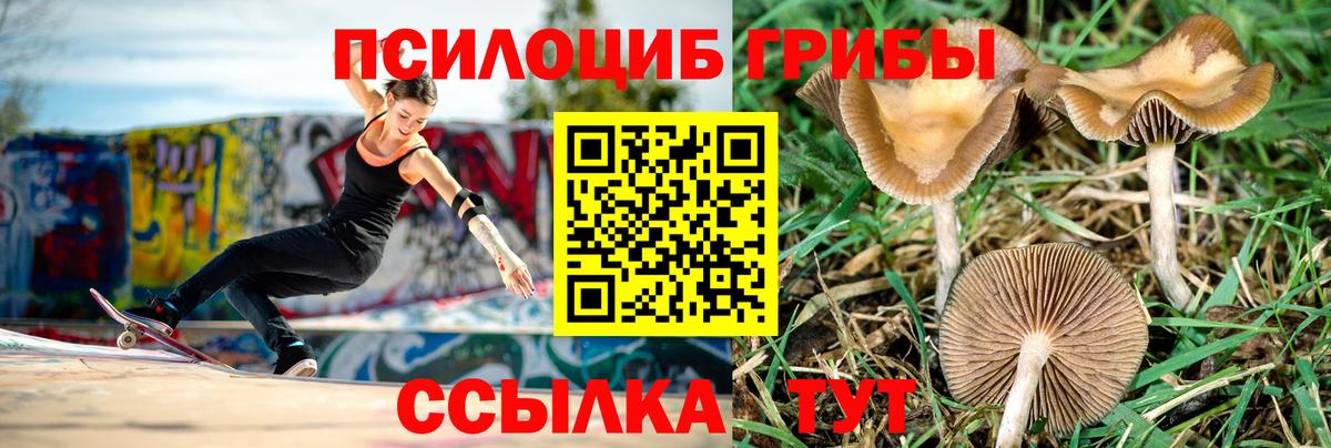 Псилоцибиновые грибы мицелий Великие Луки